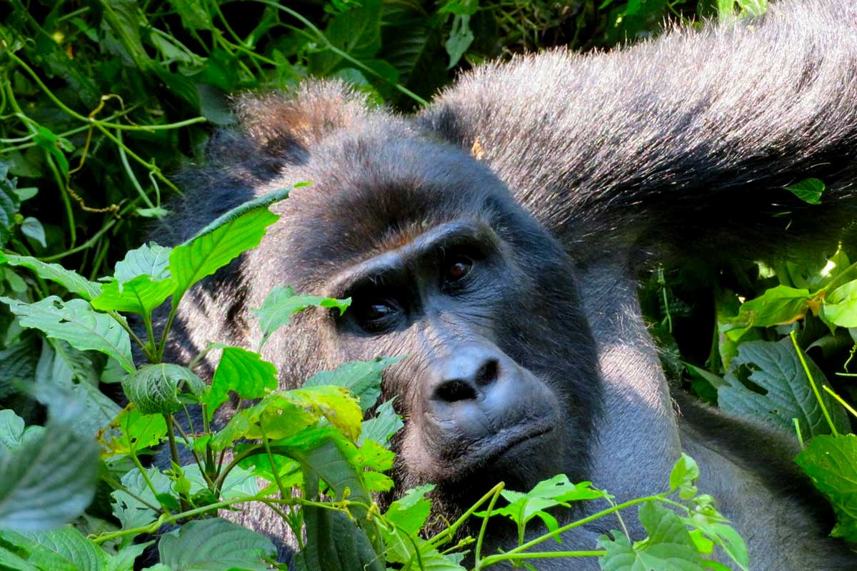 2-days-uganda-gorilla-trekking-adventure-from-rwanda