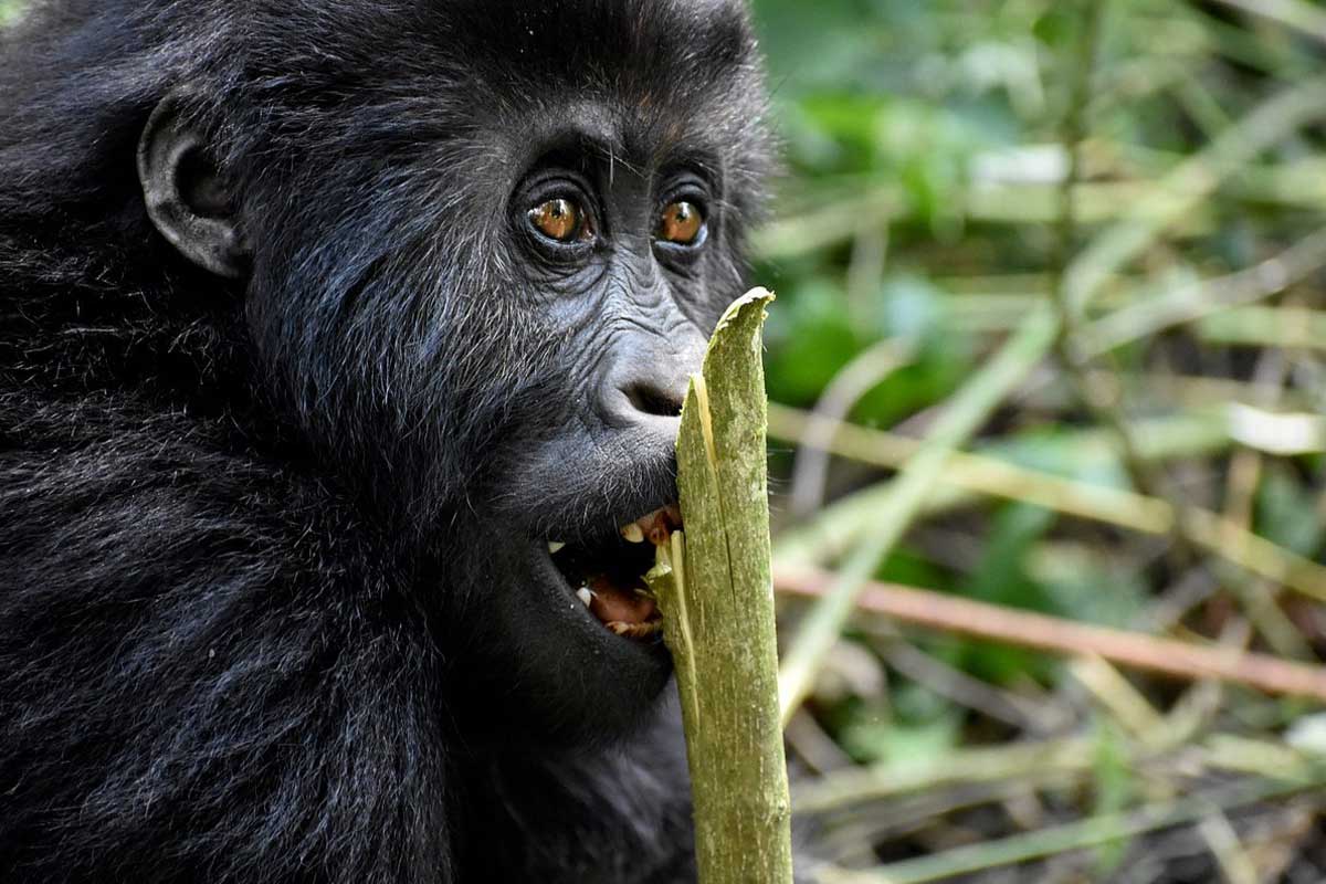 3-days-dr-congo-lowland-gorilla-trekking-safari-from-rwanda