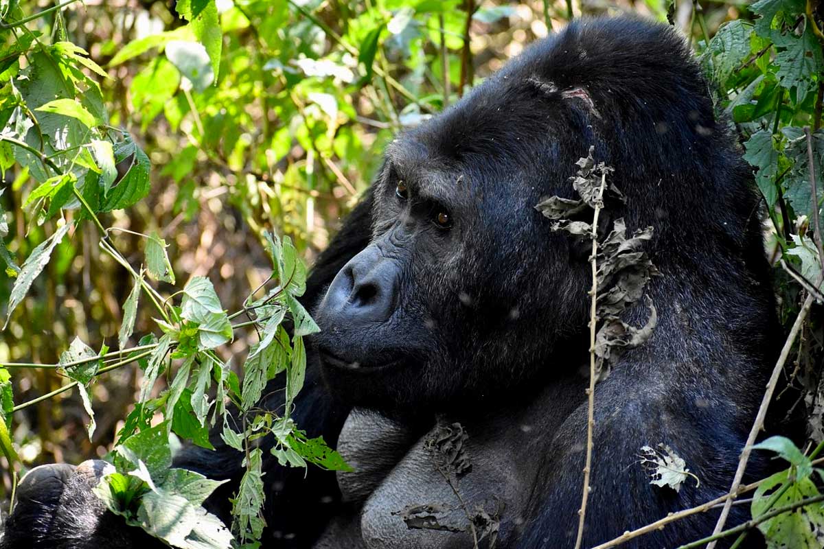 4-days-double-dr-congo-lowland-gorilla-trekking-safari-from-rwanda