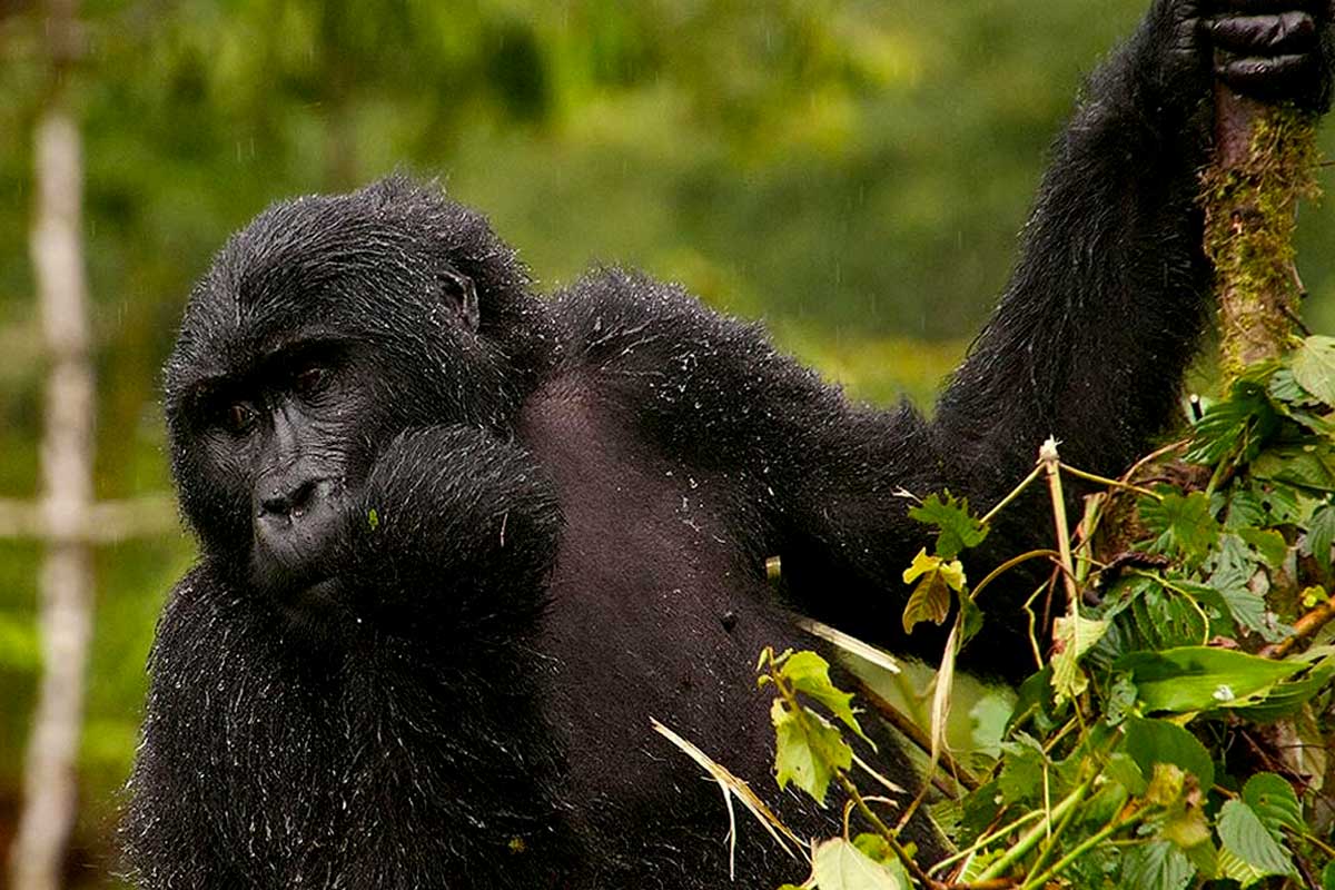 4-days-rwanda-gorilla-trekking-safari