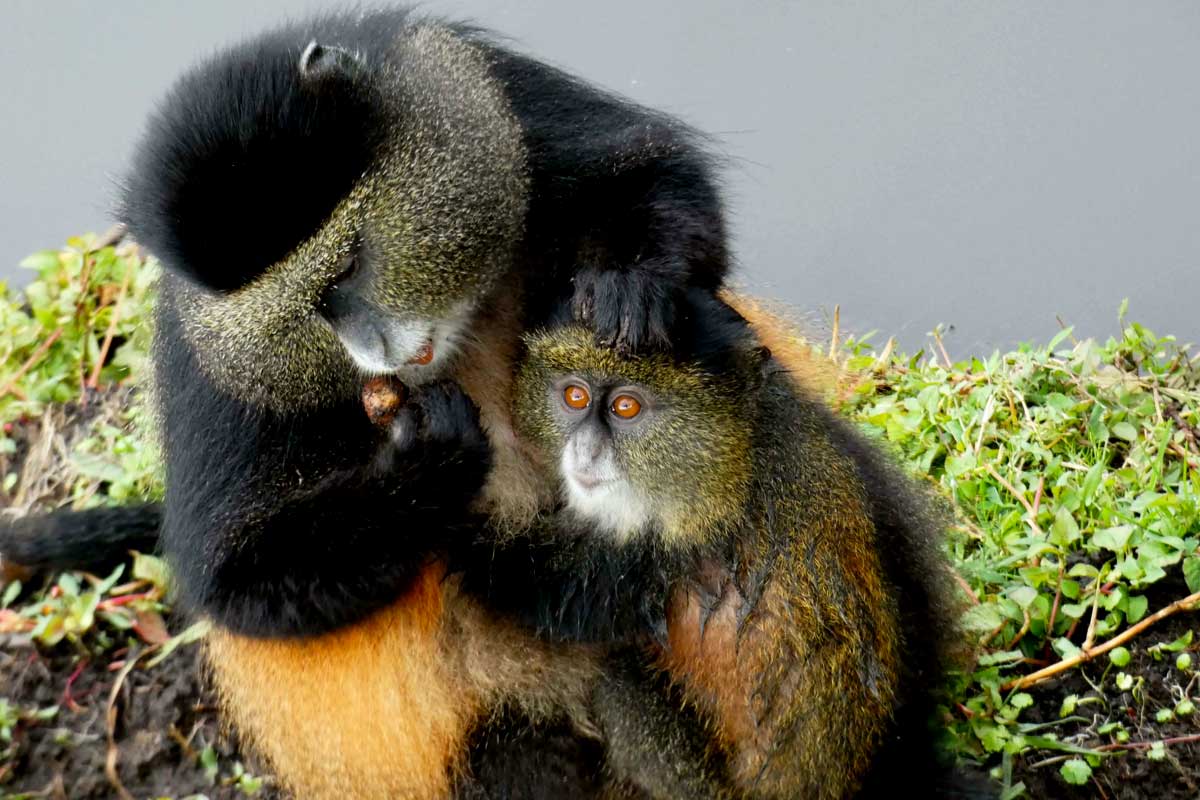 6-days-rwanda-primate-safari