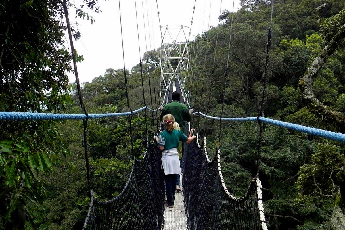 canopy-walk-experience-in-uganda