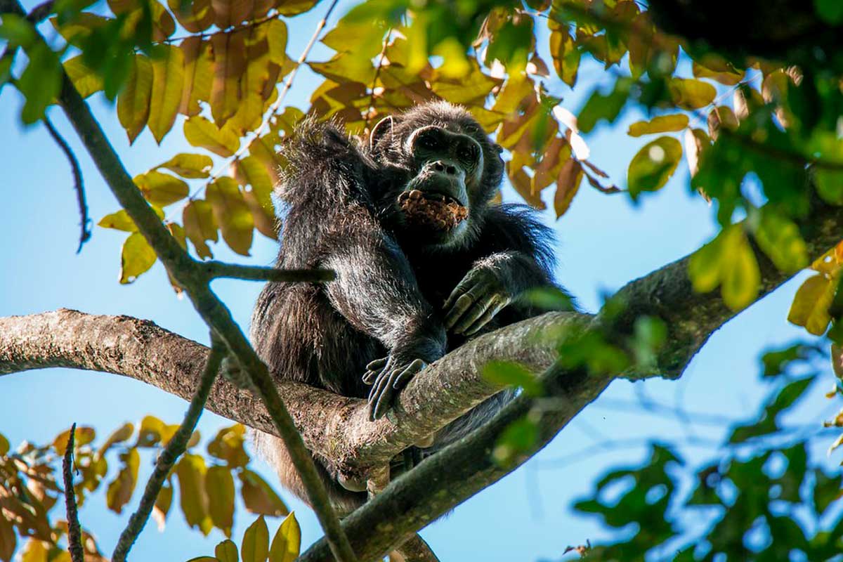 chimpanzee-tracking-in-rwanda