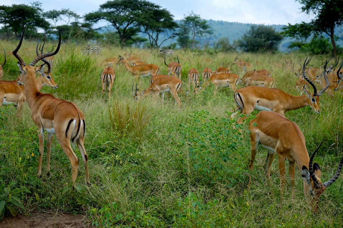 game-viewing-in-rwanda